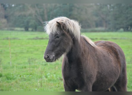 Islandpferd, Stute, 3 Jahre, 139 cm