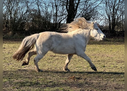 Islandpferd, Stute, 3 Jahre, 139 cm