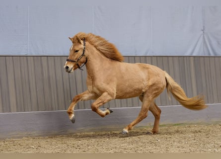Islandpferd, Stute, 3 Jahre, 140 cm, Falbe