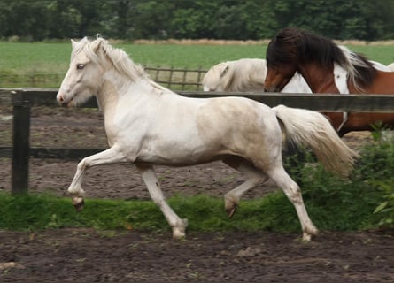 Islandpferd, Stute, 3 Jahre, 145 cm, Schecke