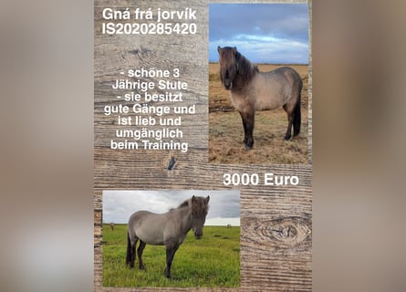 Islandpferd, Stute, 3 Jahre