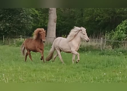 Islandpferd, Stute, 3 Jahre, Palomino