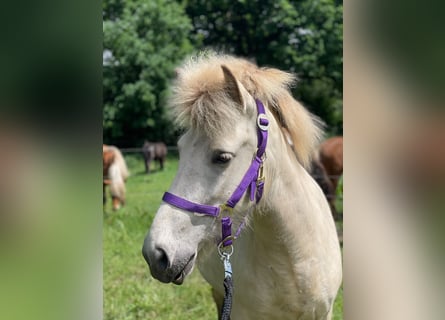 Islandpferd, Stute, 4 Jahre, 139 cm