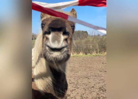 Islandpferd, Stute, 4 Jahre, 139 cm