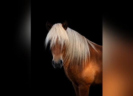 Islandpferd, Stute, 4 Jahre, 139 cm, Fuchs