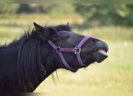 Islandpferd, Stute, 4 Jahre, 139 cm, Rappe