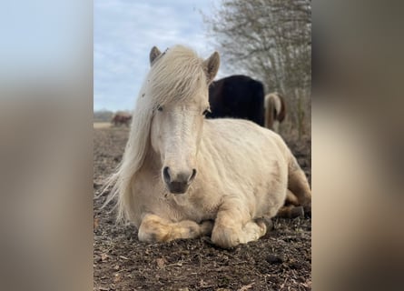Islandpferd, Stute, 4 Jahre, 139 cm
