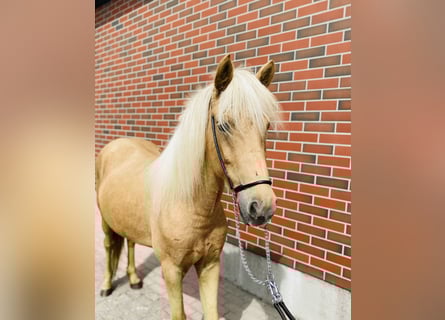 Islandpferd, Stute, 4 Jahre, 140 cm, Palomino
