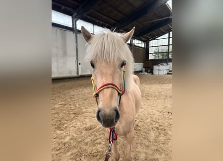 Islandpferd, Stute, 4 Jahre, 140 cm, Palomino