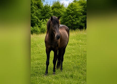 Islandpferd, Stute, 4 Jahre, 140 cm, Rappe