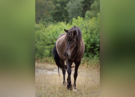 Islandpferd, Stute, 4 Jahre, 140 cm, Rappe