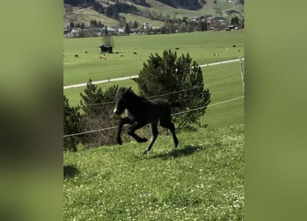 Islandpferd, Stute, 4 Jahre, 140 cm, Schimmel