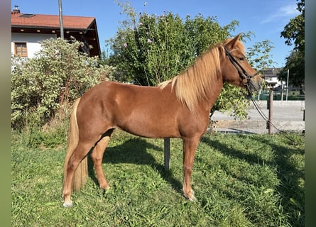Islandpferd, Stute, 4 Jahre, 142 cm, Fuchs