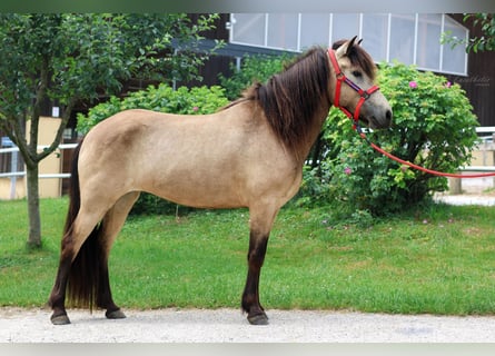 Islandpferd, Stute, 4 Jahre, 144 cm