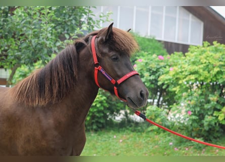 Islandpferd, Stute, 4 Jahre, Rappe