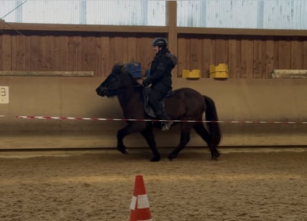 Islandpferd, Stute, 5 Jahre, 132 cm, Rappe