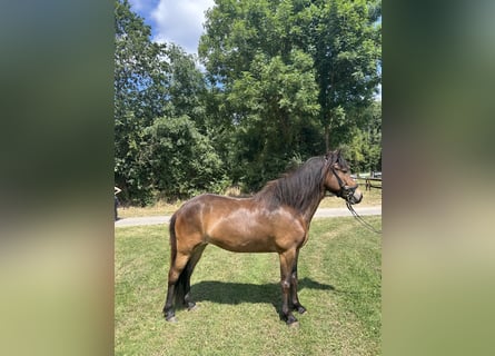 Islandpferd, Stute, 5 Jahre, 138 cm, Brauner