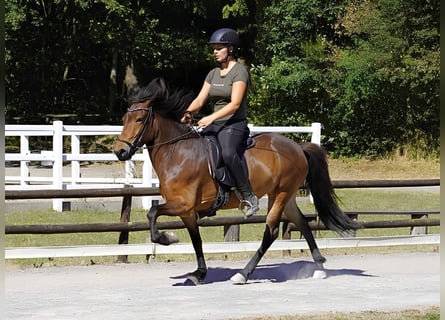Islandpferd, Stute, 5 Jahre, 138 cm, Brauner