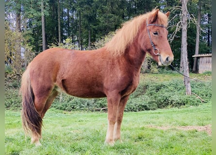 Islandpferd, Stute, 5 Jahre, 140 cm, Fuchs