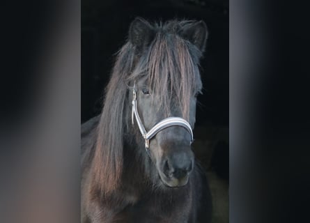Islandpferd, Stute, 5 Jahre, 140 cm, Rappe