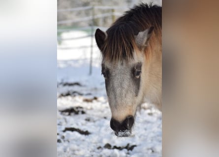 Islandpferd, Stute, 5 Jahre, 140 cm