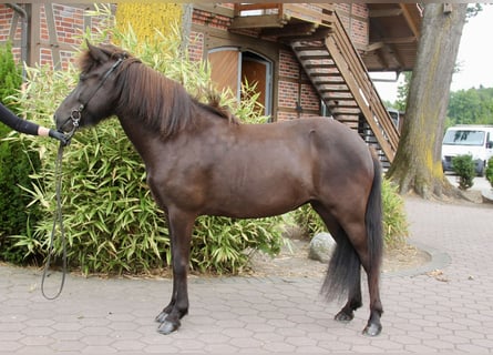 Islandpferd, Stute, 5 Jahre, 143 cm, Rappe