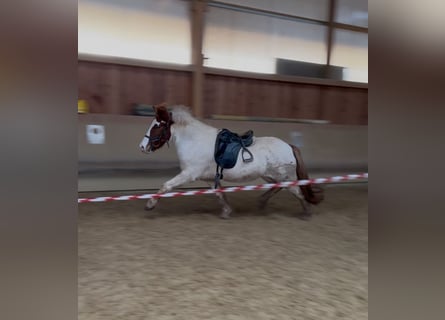 Islandpferd, Stute, 5 Jahre, 143 cm, Schecke