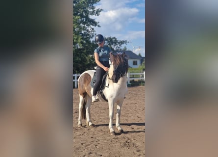Islandpferd, Stute, 5 Jahre, 145 cm, Schecke