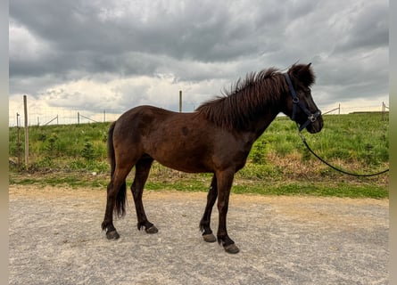 Islandpferd, Stute, 6 Jahre, 136 cm, Rappe