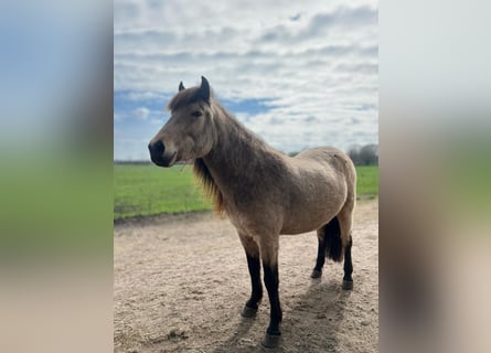 Islandpferd, Stute, 6 Jahre, 136 cm