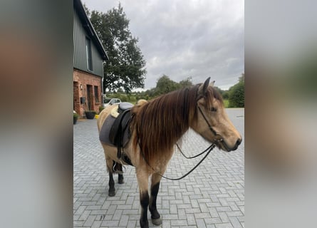 Islandpferd, Stute, 6 Jahre, 136 cm