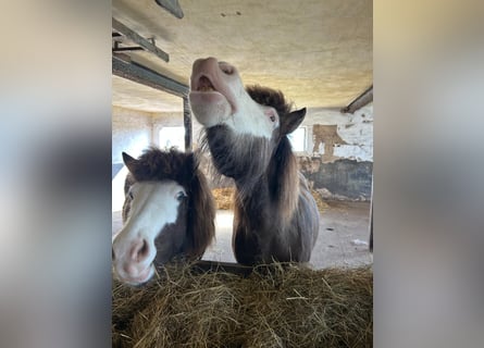 Islandpferd, Stute, 6 Jahre, 138 cm