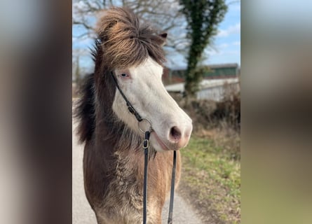 Islandpferd, Stute, 6 Jahre, 138 cm
