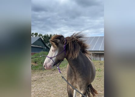 Islandpferd, Stute, 6 Jahre, 138 cm