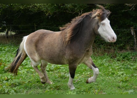 Islandpferd, Stute, 6 Jahre, 138 cm