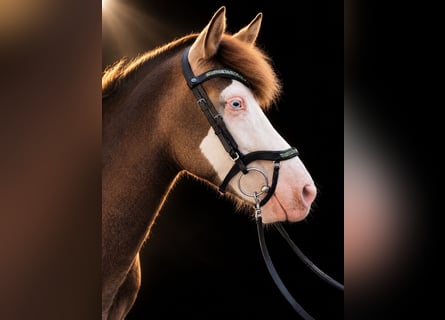 Islandpferd, Stute, 6 Jahre, 138 cm