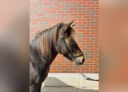 Islandpferd, Stute, 6 Jahre, 139 cm, Brauner