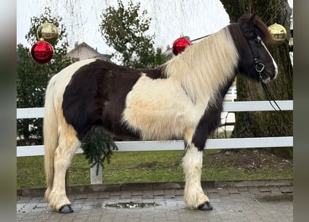 Islandpferd, Stute, 6 Jahre, 139 cm, Schecke