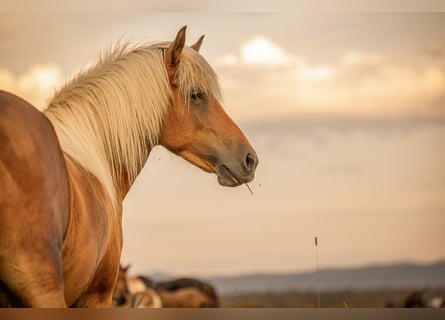 Islandpferd, Stute, 6 Jahre, 140 cm
