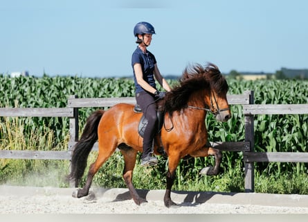 Islandpferd, Stute, 6 Jahre, 140 cm, Brauner