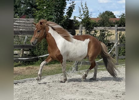 Islandpferd, Stute, 6 Jahre, 140 cm, Schecke