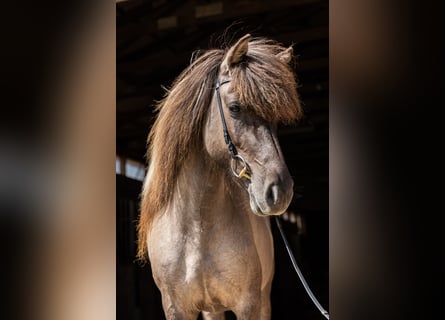 Islandpferd, Stute, 6 Jahre, 142 cm, Falbe