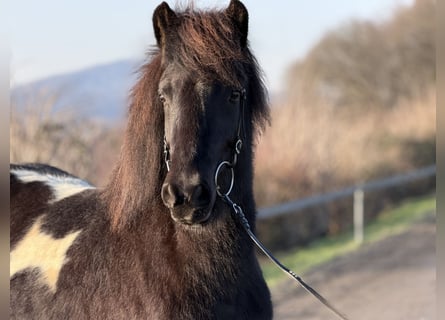 Islandpferd, Stute, 6 Jahre, 143 cm, Schecke