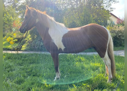 Islandpferd, Stute, 6 Jahre, 143 cm, Schecke