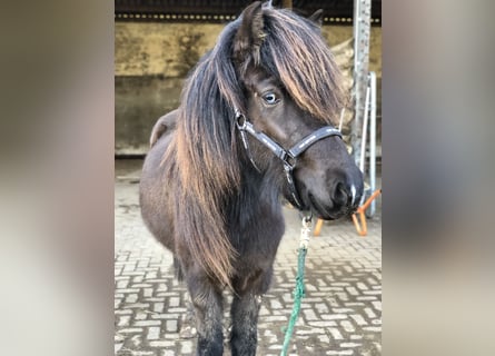Islandpferd, Stute, 6 Jahre, 144 cm, Rappe