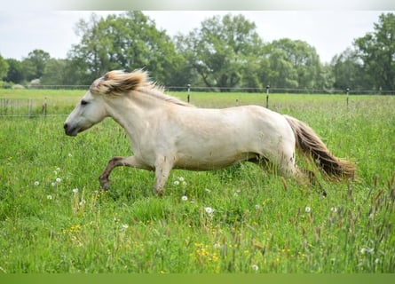 Islandpferd, Stute, 6 Jahre, 144 cm