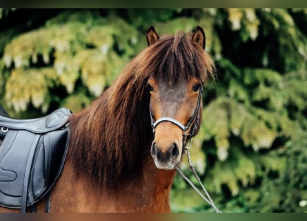 Islandpferd, Stute, 6 Jahre, 145 cm, Brauner