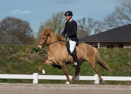 Islandpferd, Stute, 6 Jahre, 145 cm, Falbe