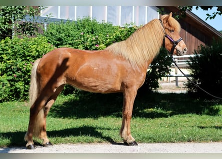 Islandpferd, Stute, 6 Jahre, Fuchs