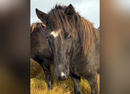 Islandpferd, Stute, 6 Jahre, Rappe